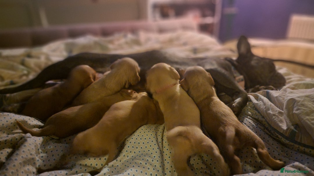 Mixed Breed dogs for sale: Frenchie x cockerpoo pups - Image 31