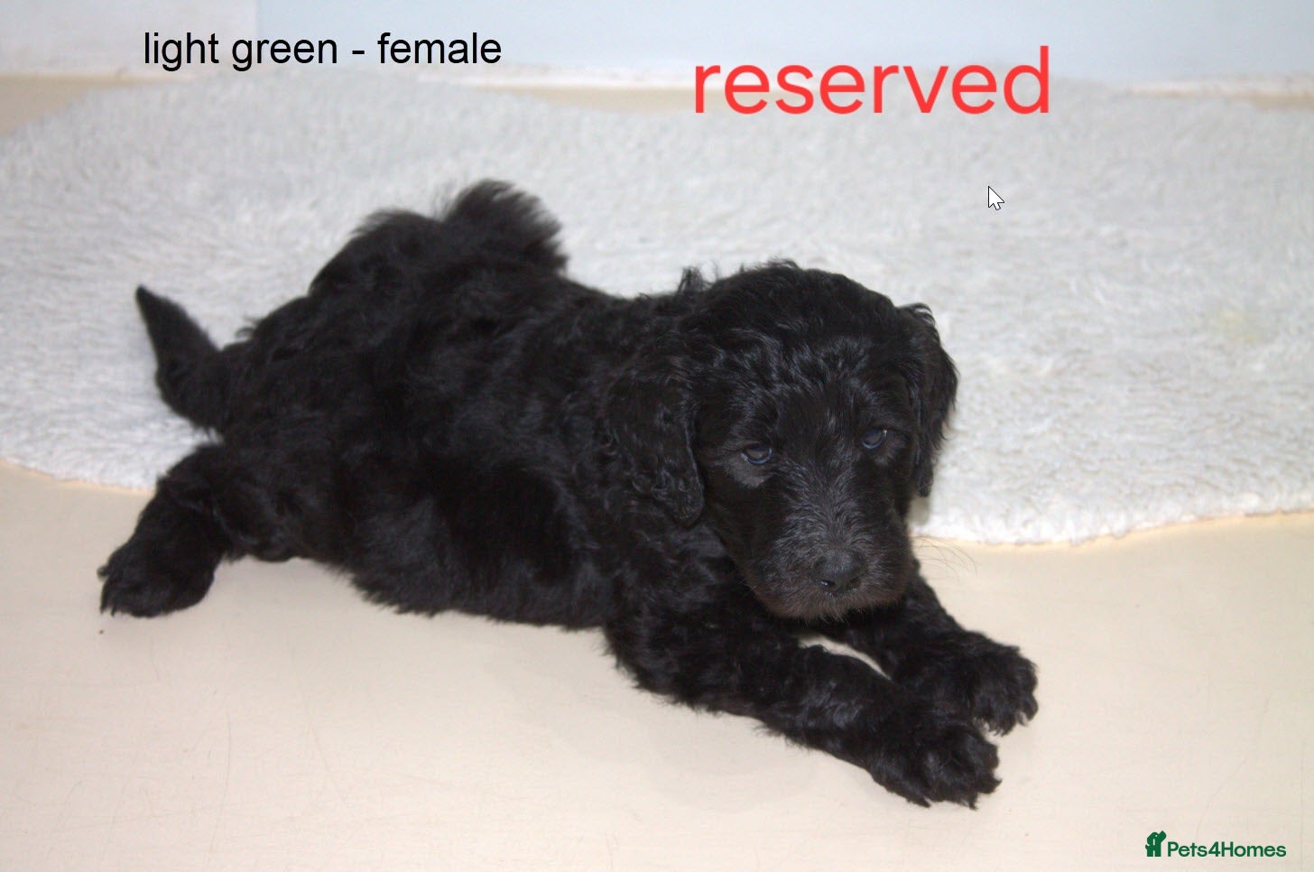 Goldendoodle dogs F1B Goldendoodle pupies - Advert 2