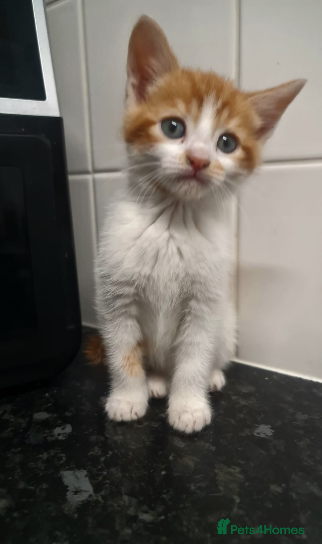 Ragdoll cats Ragdoll mix kittens - Advert 1