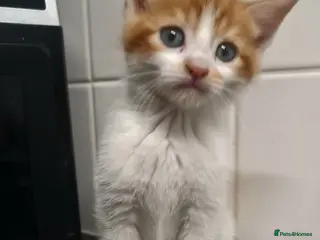 Ragdoll cats Ragdoll mix kittens - Advert 1