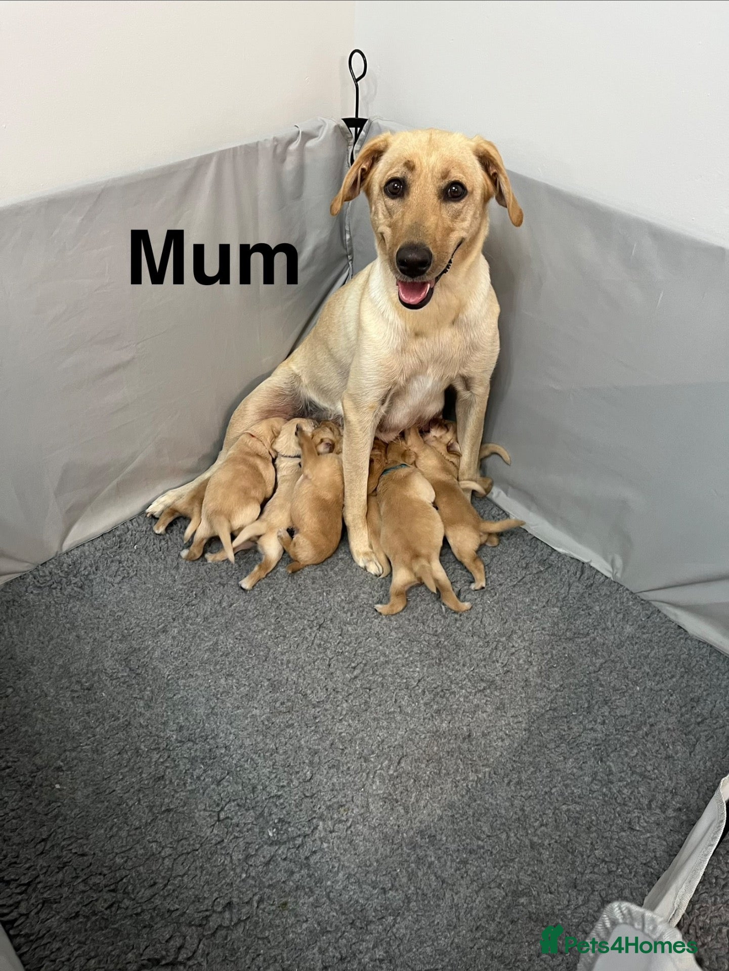 Labrador Retriever dogs Labrador Puppies – 2 Girls & 7 Boys - Advert 3
