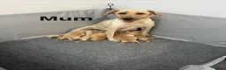 Labrador Retriever dogs for sale: Labrador Puppies – 2 Girls & 7 Boys - Advert 1