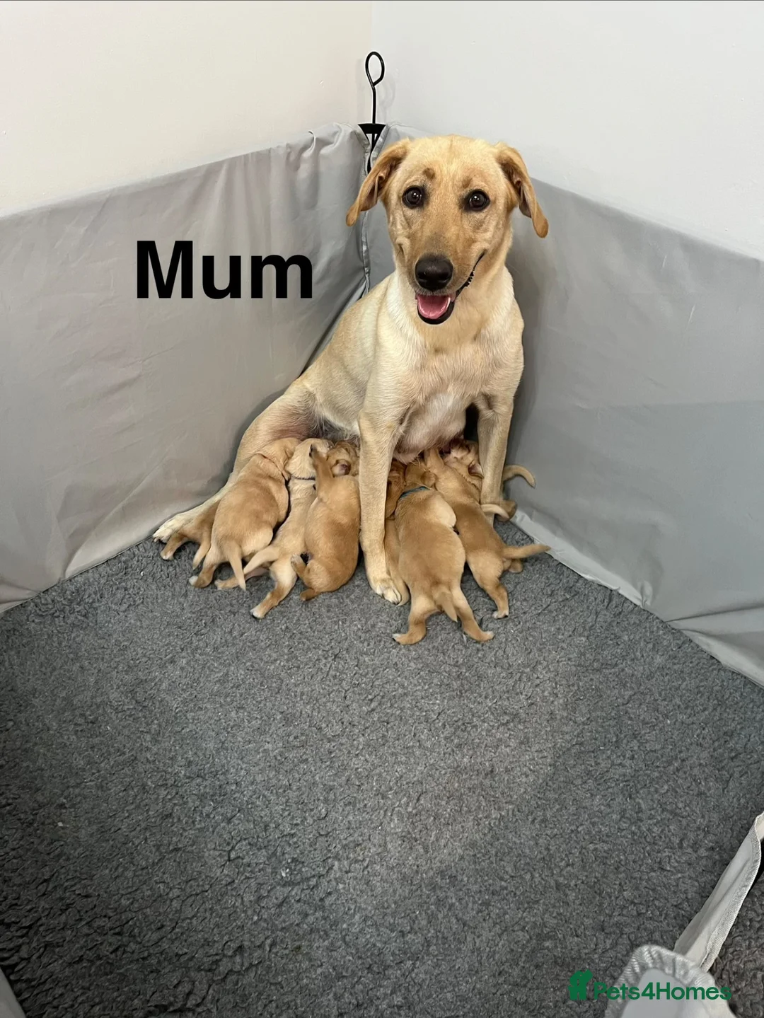Labrador Retriever dogs for sale: Labrador Puppies – 2 Girls & 7 Boys - Advert 1
