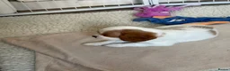 Cavalier King Charles Spaniel dogs for sale: DNA Tested Cavalier King Charles Puppies - Advert 19