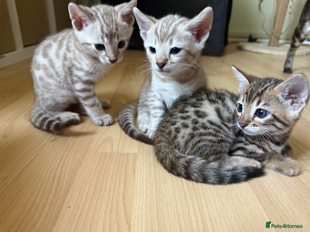 Bengal cats for sale: F5 TICA REGISTERED SNOW AND BROWN BENGALS - Image 9