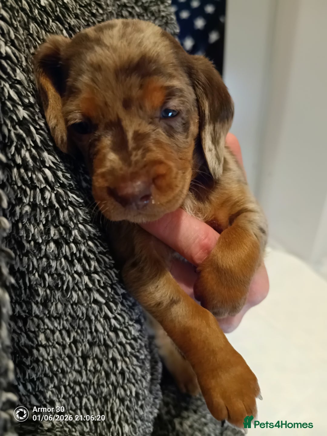 Miniature Dachshund dogs for sale: Miniature dachshund puppies  - Advert 9