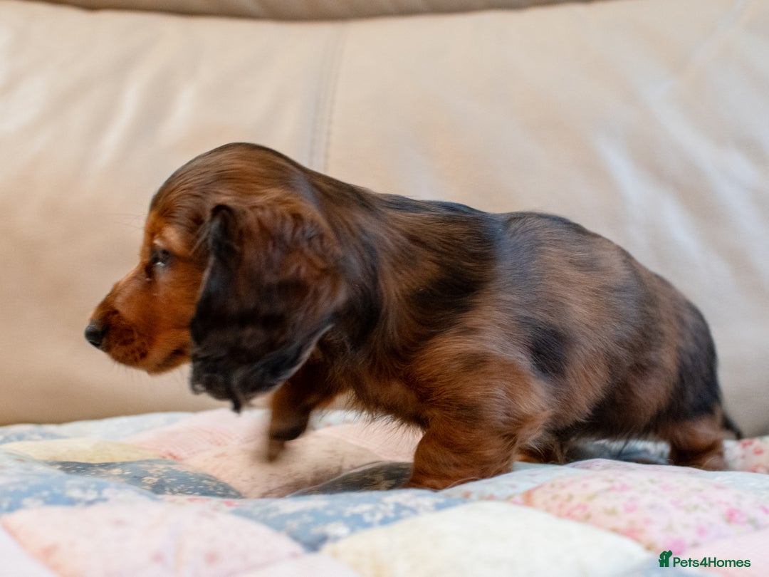 Miniature Dachshund dogs for sale:  Miniature Long-Haired Dachshund Puppies–Red Merle - Advert 23