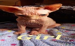 Sphynx cats for sale: 5 Adorable Sphynx Kittens for sale! - Image 22