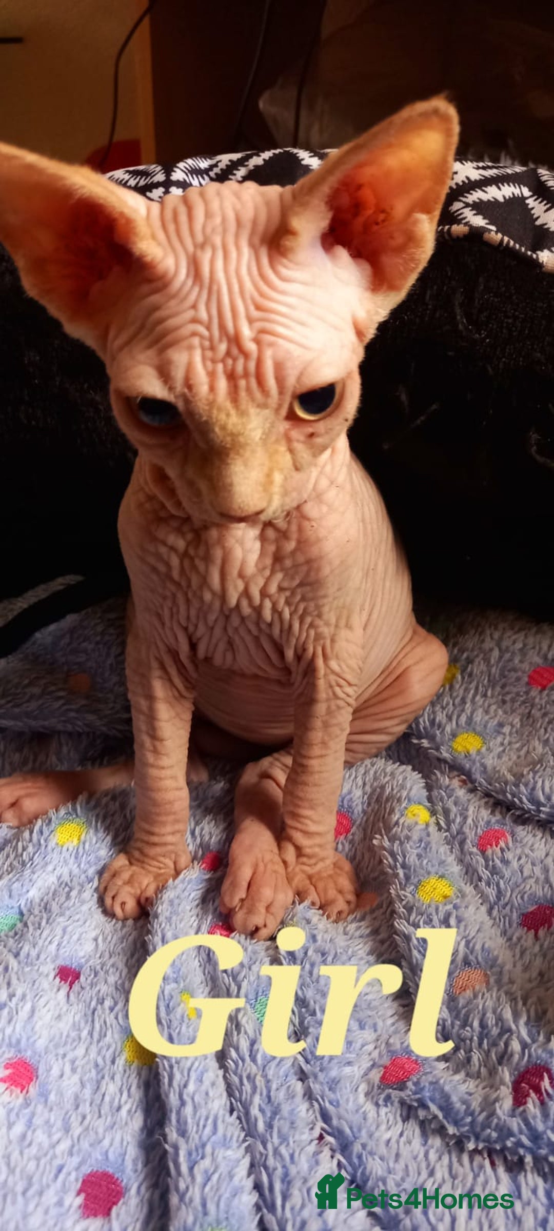 Sphynx cats for sale: 5 Adorable Sphynx Kittens for sale! - Image 22