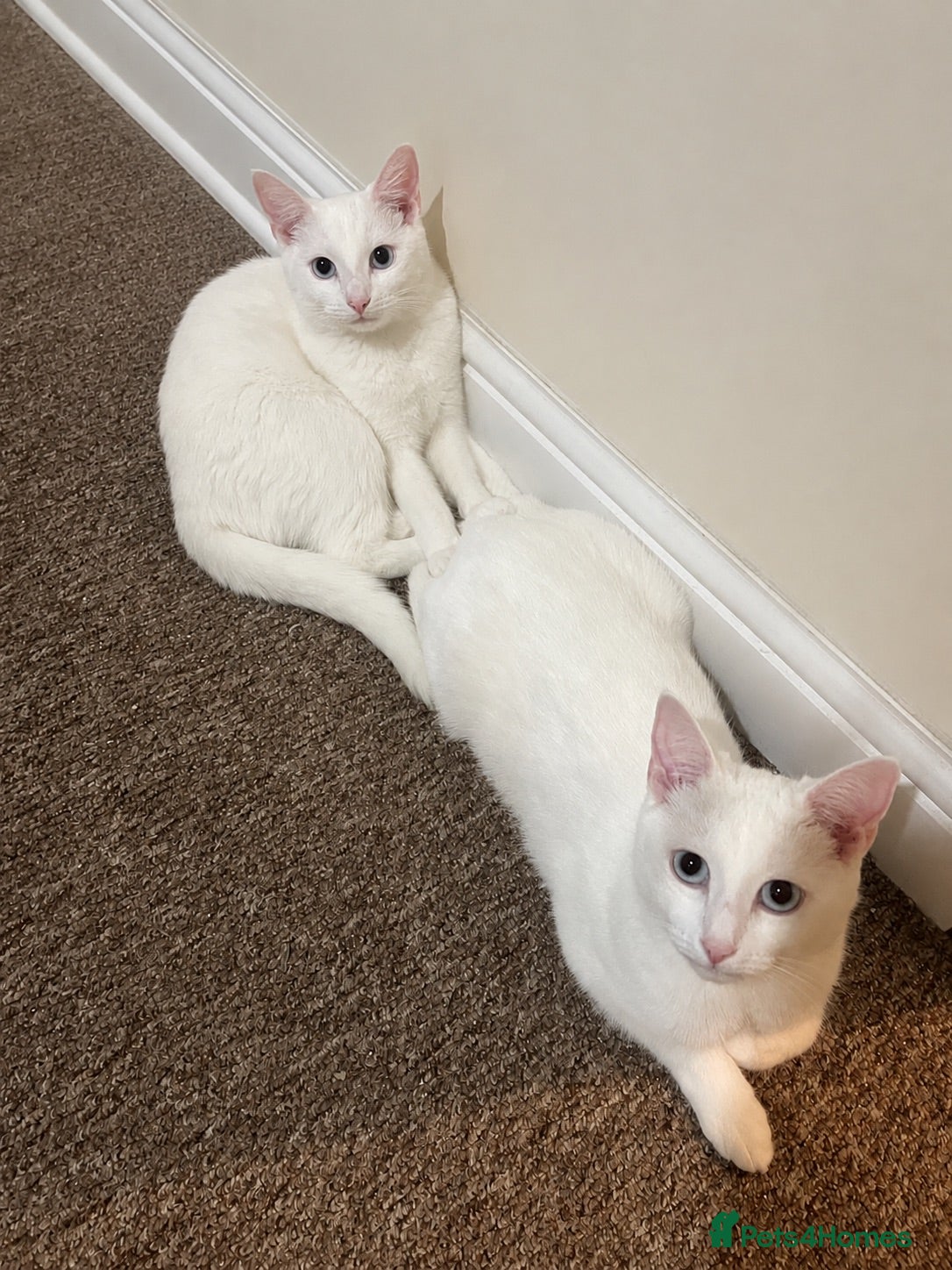 Domestic Shorthair cats Stunning sisters for adoption - Advert 1