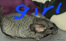 Chinchilla rodents for sale: We have several baby chinchillas  - Image 1