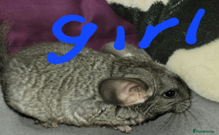 Chinchilla rodents - Advert 1