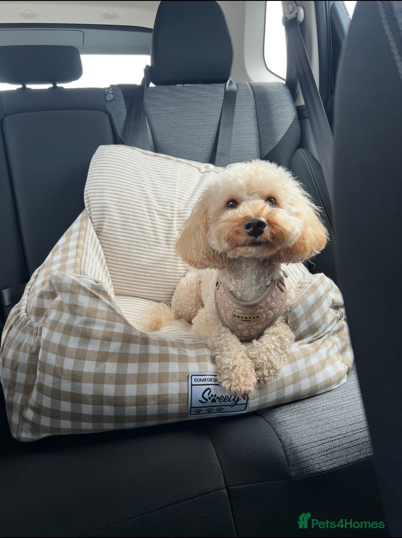 Toy Poodle dogs Toy poodle stud  - Advert 1