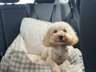 Toy Poodle dogs Toy poodle stud - Advert 2