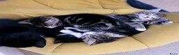Mixed Breed cats for sale: Gorgeous tabby/black and white kittens  in Anstruther - Advert 8