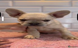 French Bulldog dogs for sale: French Bulldogs  - Image 1