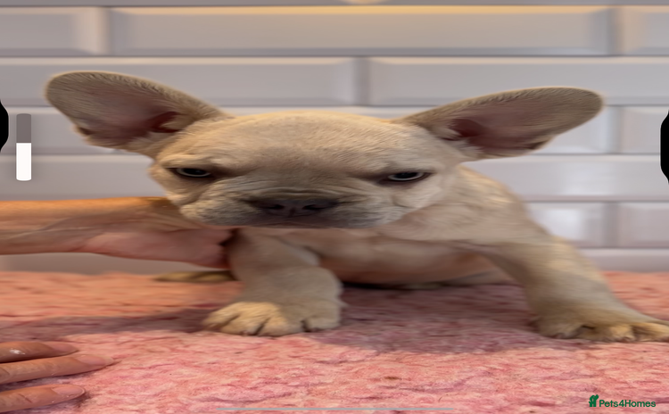 French Bulldog dogs - Advert 15