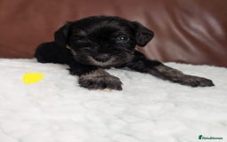Miniature Schnauzer dogs for sale: KC reg health tested miniature schnauzer puppies  - Image 6