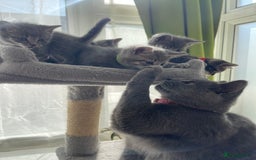 British Shorthair cats for sale: Beautiful kittens❤️ - Image 18