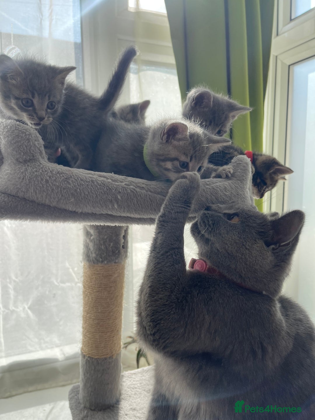 British Shorthair cats for sale: Beautiful kittens❤️ - Image 18