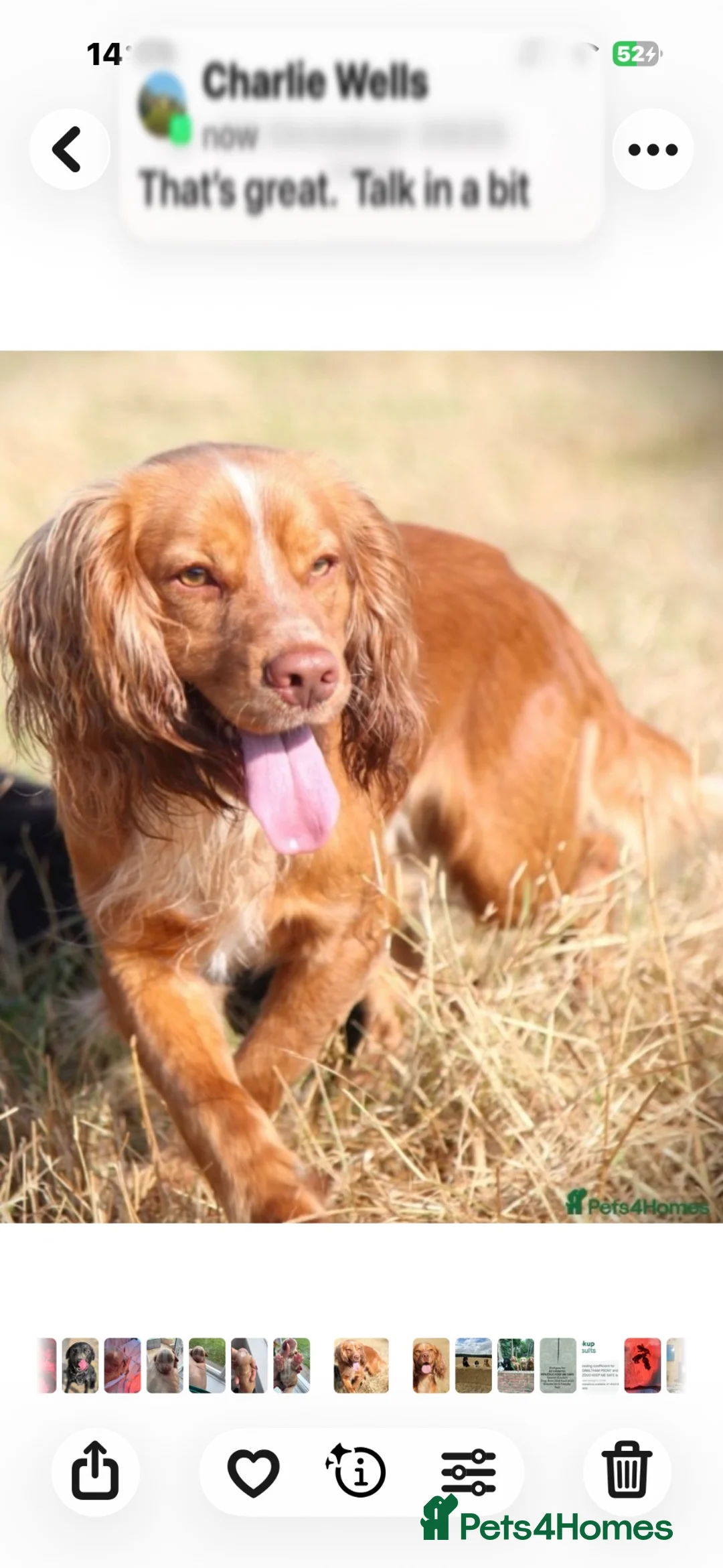 Cocker Spaniel dogs for sale: Cocker Spaniel  - Advert 2