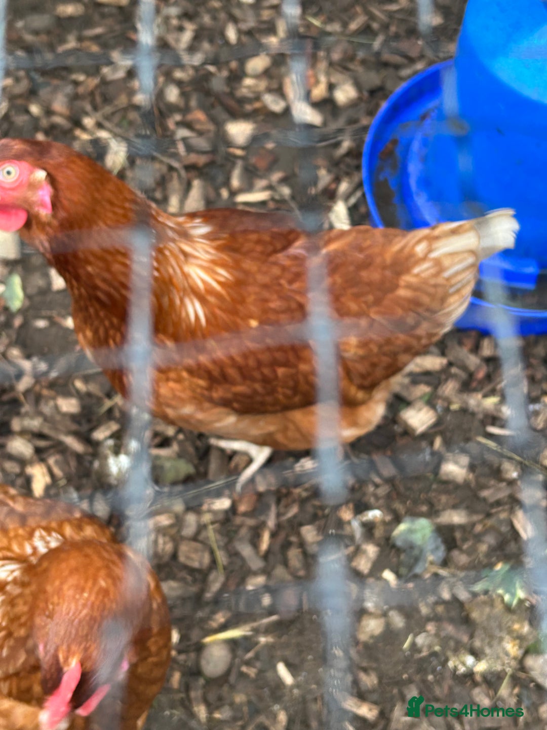 Chickens poultry for sale: 4 female hybrid chickens for sale  - Advert 5