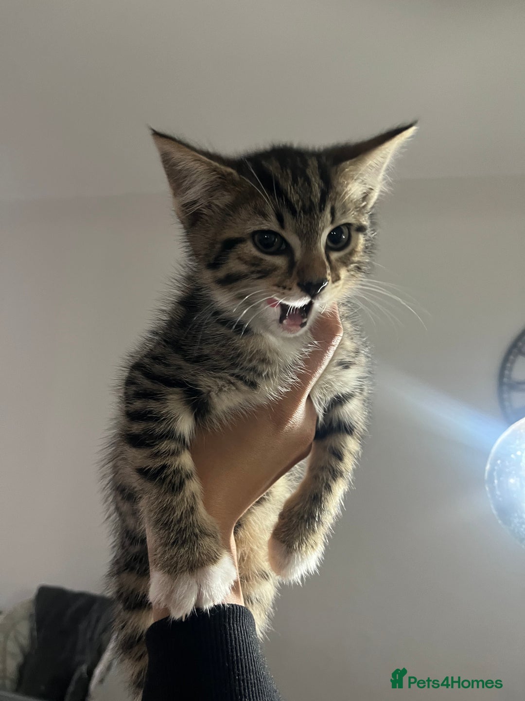 Bengal cats for sale: Two Purebred Bengal Kittens Male & Female  - Advert 2