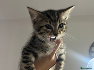 Bengal cats Two Purebred Bengal Kittens Male & Female - Advert 3