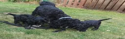 American Cocker Spaniel dogs for sale: ADORABLE YANKEE DOODLES  in Lauder - Advert 21