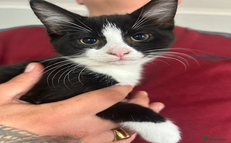 Domestic Shorthair cats - Advert 10
