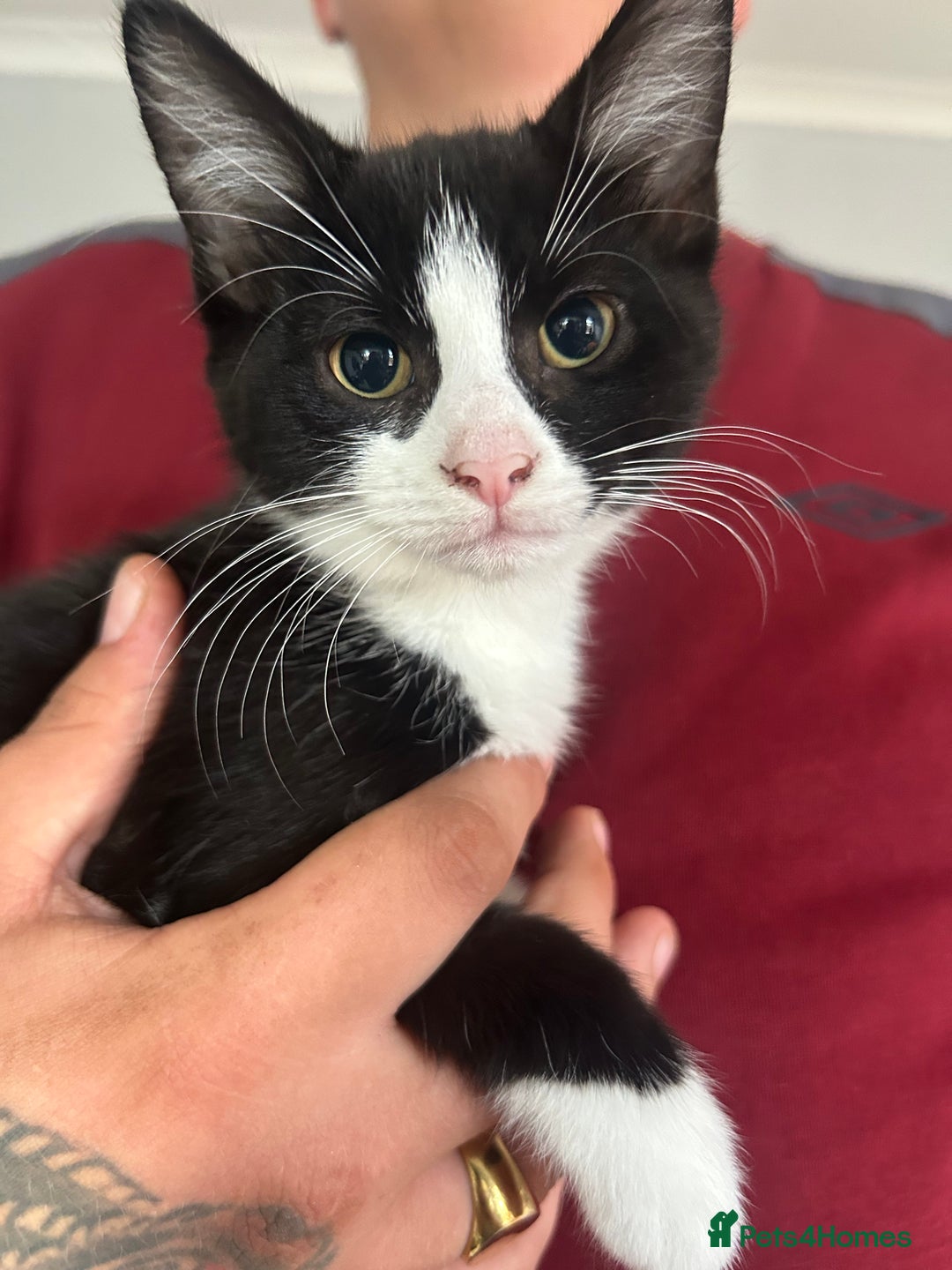 Domestic Shorthair cats for sale: 2 female black and white kittens for sale - Image 1