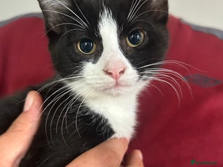 Domestic Shorthair cats - Advert 14