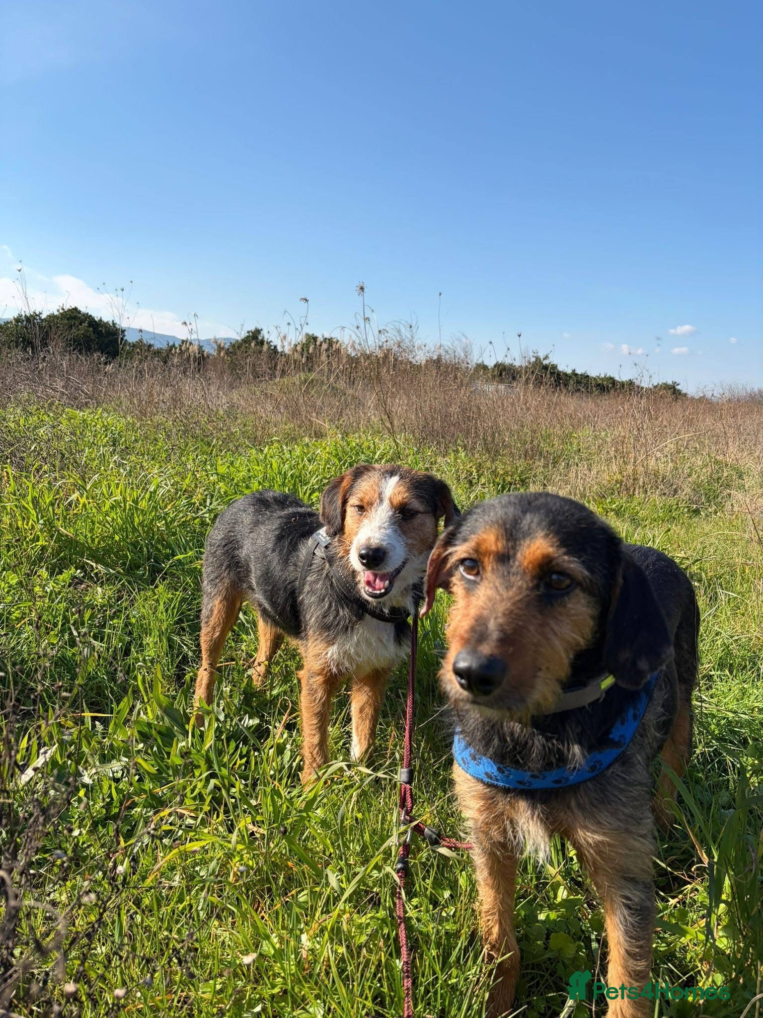 Mixed Breed dogs for sale: Ronnie & Reggie   - Advert 9