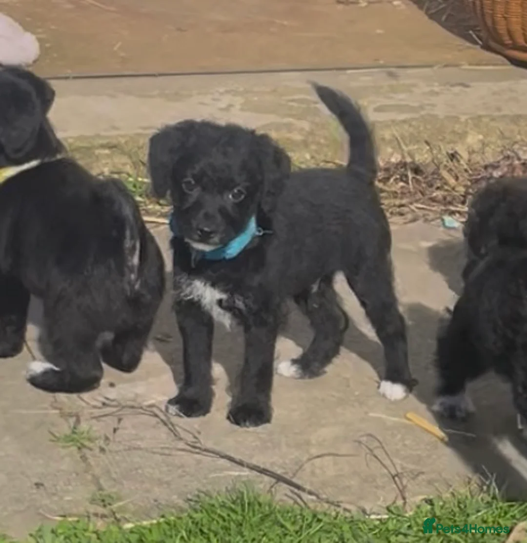Jackapoo dogs for sale: 2 Male Jackapoos in Royston - Advert 1