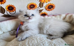 Ragdoll cats for sale: Registered male Ragdoll kittens  - Image 19