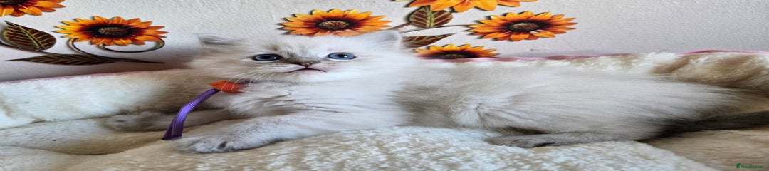 Ragdoll Kitten 4 Riggatoni 
