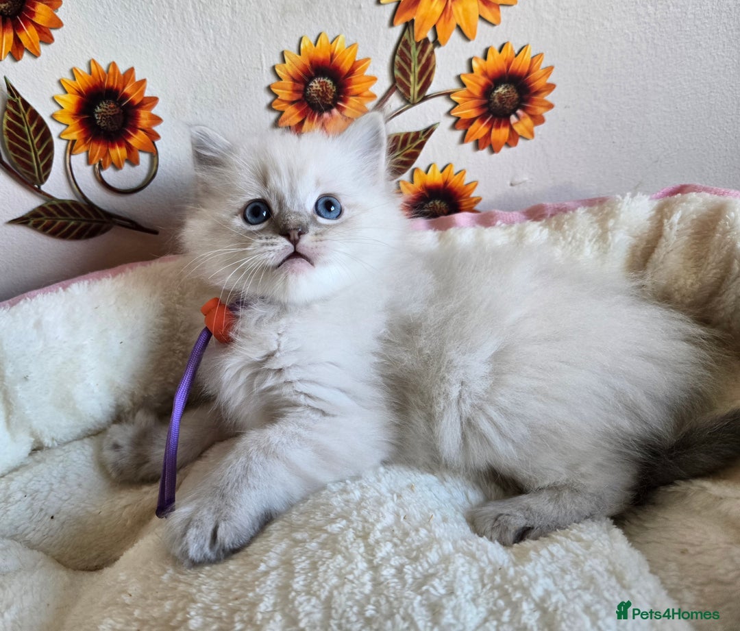 Ragdoll cats for sale: Registered male Ragdoll kittens  - Image 19