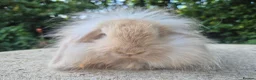Angora rabbits for sale: 💜READY NOW-STUNNING TEDDYWIDDER X MINI LOP BABIES - Advert 11