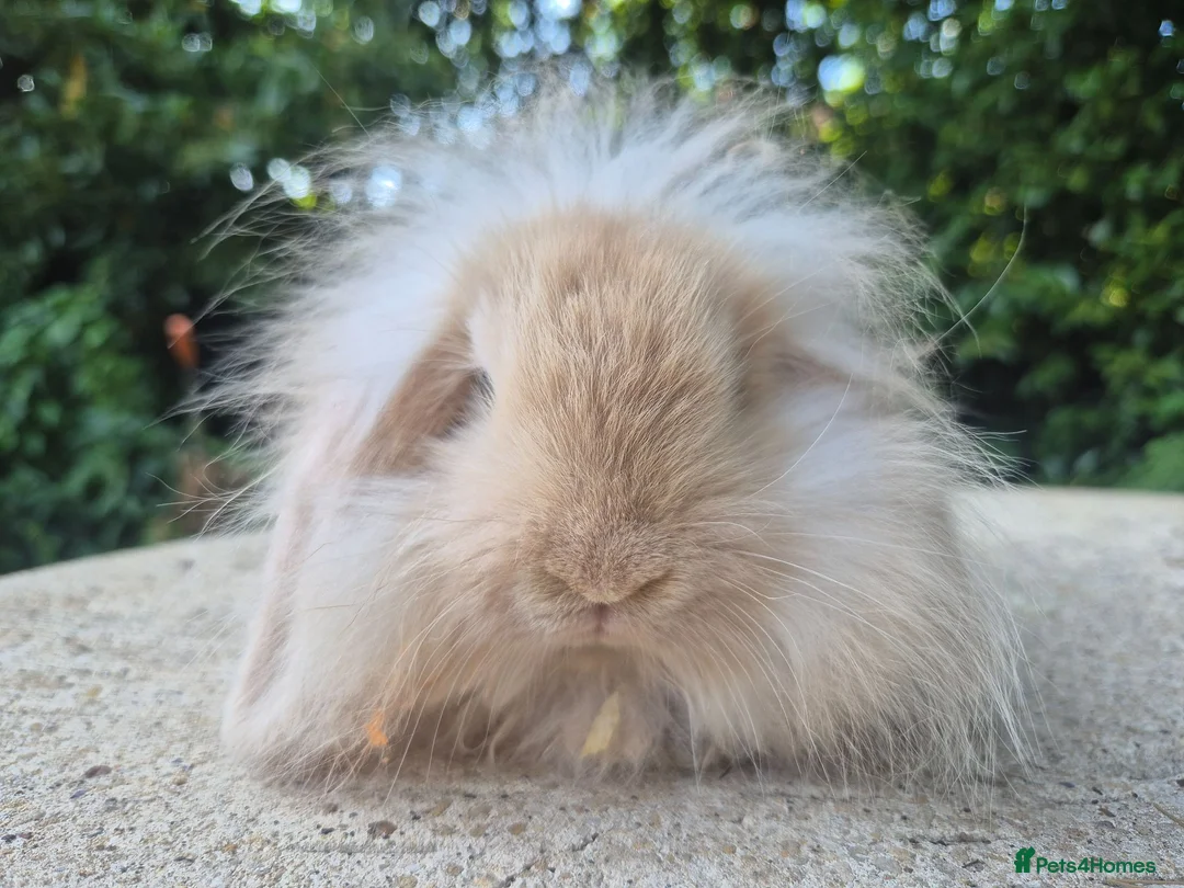 Angora rabbits for sale: 💜READY NOW-STUNNING TEDDYWIDDER X MINI LOP BABIES - Advert 11