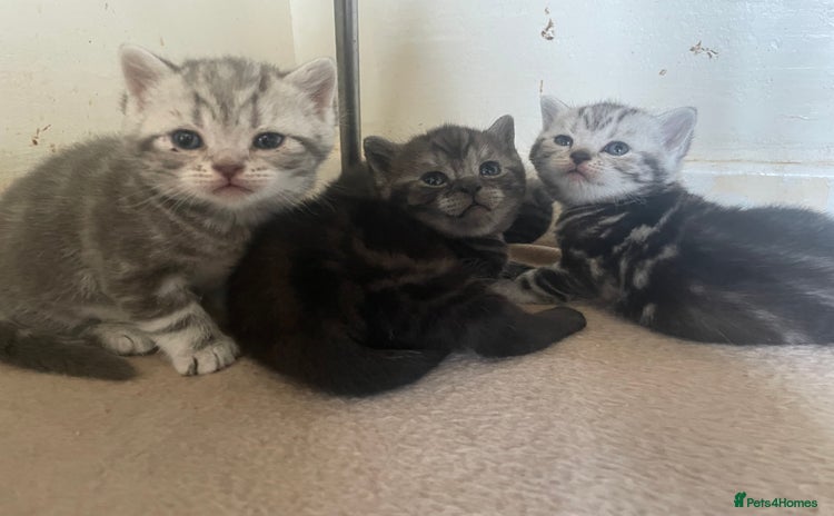 British Shorthair cats - Advert 1