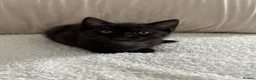 Mixed Breed cats for sale: 2 kittens for sale  in Manchester - Advert 3