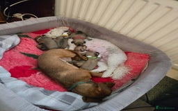 Mixed Breed dogs for sale: One little boy left - Advert 10