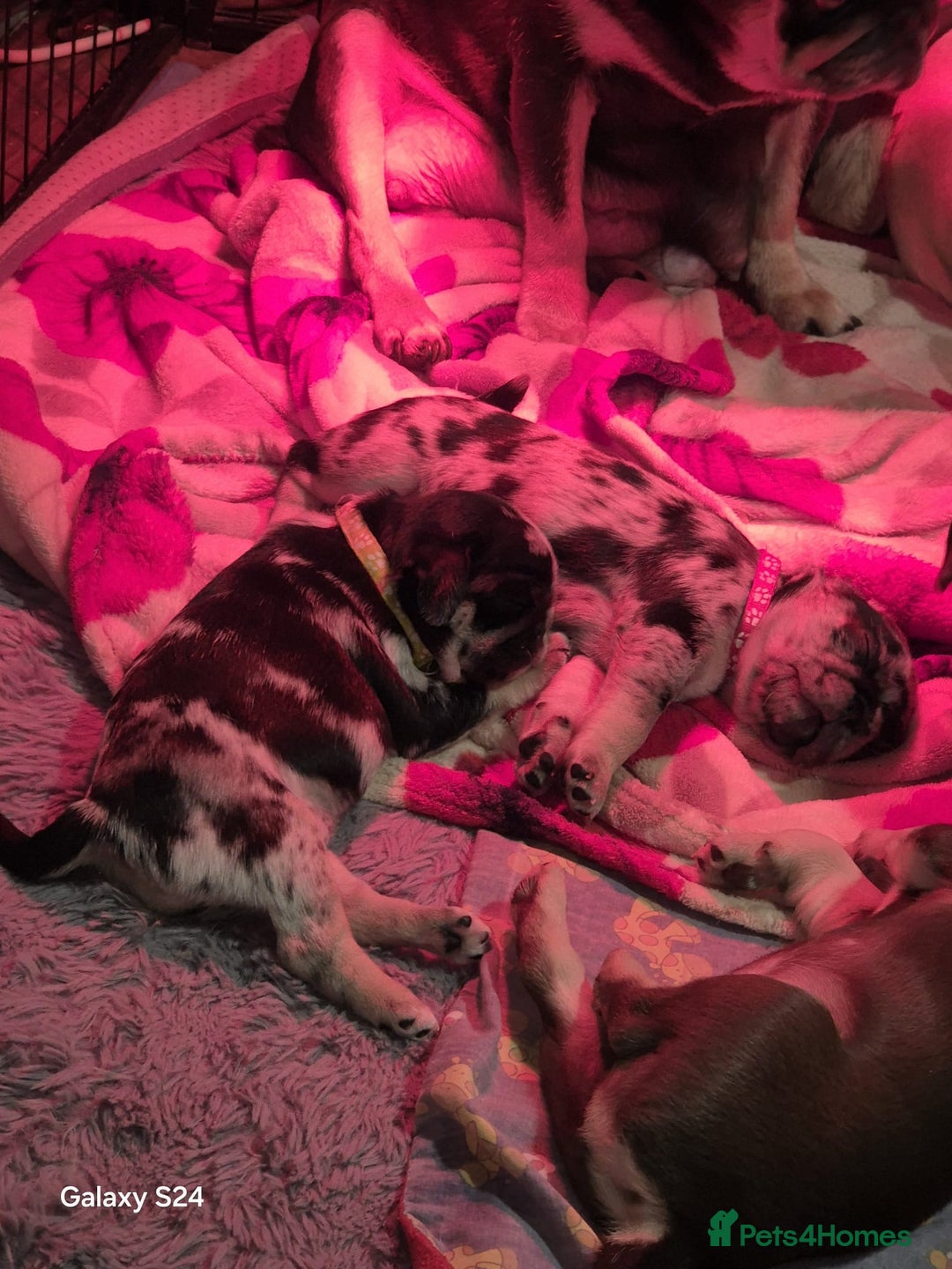 Pug dogs for sale: KC reg Pug puppies  - Advert 18