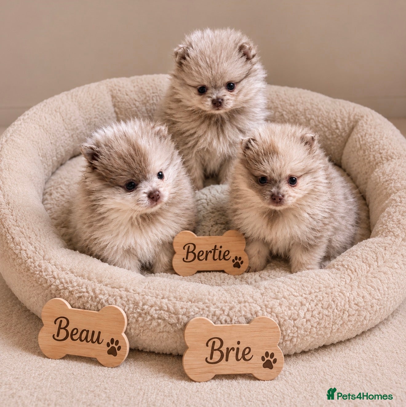 Pomeranian dogs Lilac Merle Babies - Petite, Quality, Teddy Pups - Advert 1