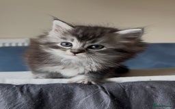 Persian cats for sale: ALL SOLD! PERSIAN-RAGDOLL KITTENS - Image 21