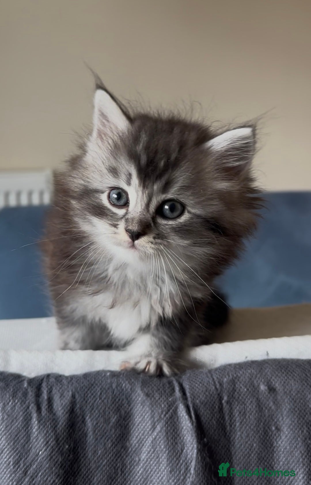 Persian cats for sale: ALL SOLD! PERSIAN-RAGDOLL KITTENS - Image 21