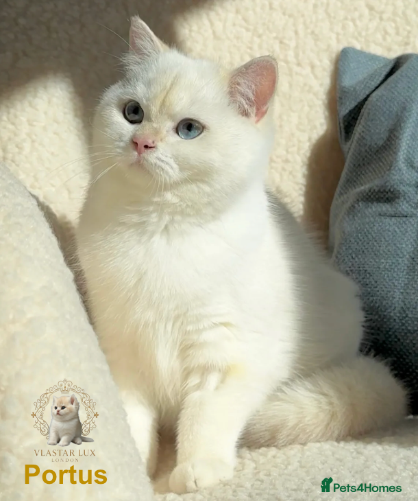 British Shorthair cats Stunning BSH Black Golden Chinchilla Colour Point - Advert 4