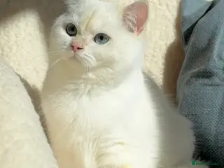 British Shorthair cats Stunning BSH Black Golden Chinchilla Colour Point - Advert 4