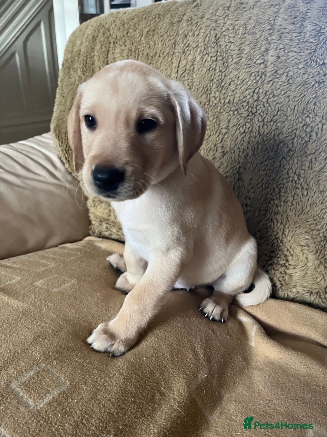 Labrador Retriever dogs for sale: Stunning Labrador pedigree puppies  - Advert 3