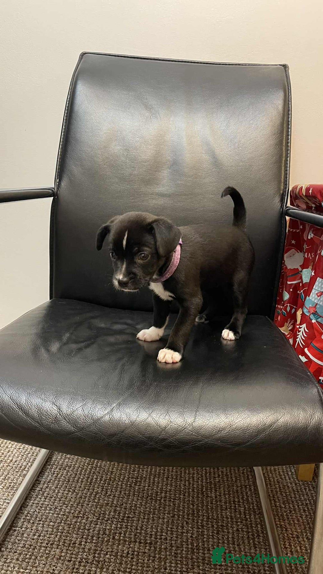 Mixed Breed dogs for sale: French bulldog mixt  - Advert 7